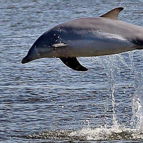 a dolphin jumping out of a body of water