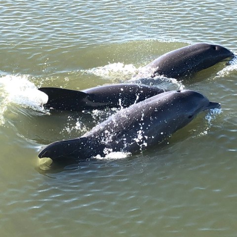 a dog swimming in a body of water