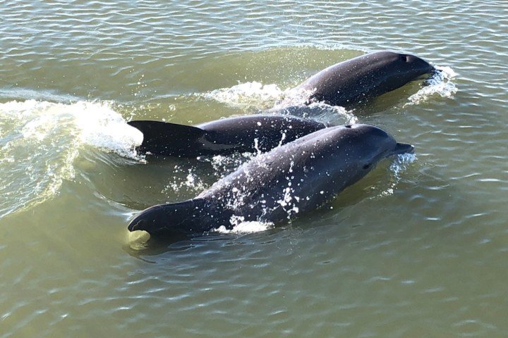 a dog swimming in a body of water